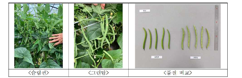 그린빈 품종별 생육 및 품질비교 사진(횡성)