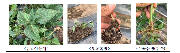 그린빈 농가실증 병해충 발생 사진