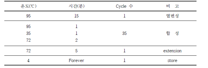 PCR 조건