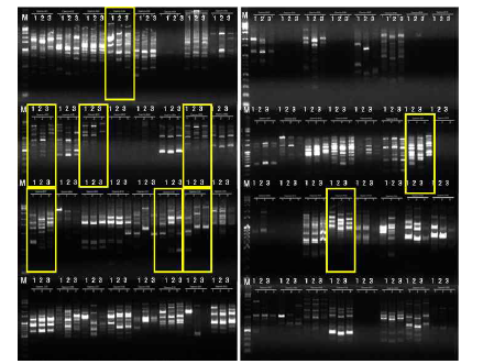 프라이머 1차 선발을 위한 계통별 PCR-RAPD 결과. 1, Red LadyXCallifornia; 2, Red ladyXHolland Gold; 3, Red Lady 자웅 동주; Marker, l Kb Ladder.