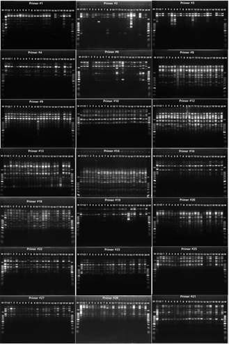 선발 프라이머를 이용한 조직배양체와 모계의 PCR-RAPD 결과 C1 and C2: same plant(Red LadyXCallifornia); 1～20: tissue cultured explants; Marker, l Kb Ladder.