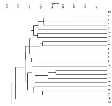 조직배양체와 모계의 UPGMA dendrogram. C1 and C2: original plants; No 1～No 20: cultured plants.