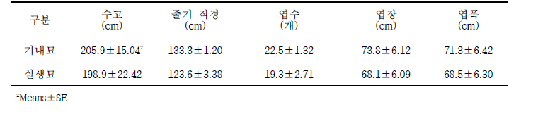 파파야 기내묘와 실생묘의 생육 비교