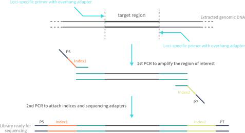 Amplicon PCR과 Index PCR을 위한 workflow.