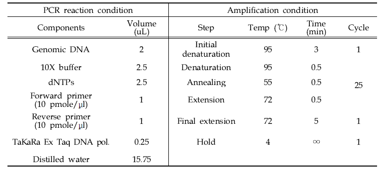 PCR 반응 및 증폭 조건