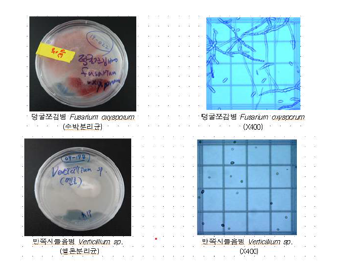 국내 발생 주요 병원균 2종(Fusarium oxysprum, Verticillium sp.).