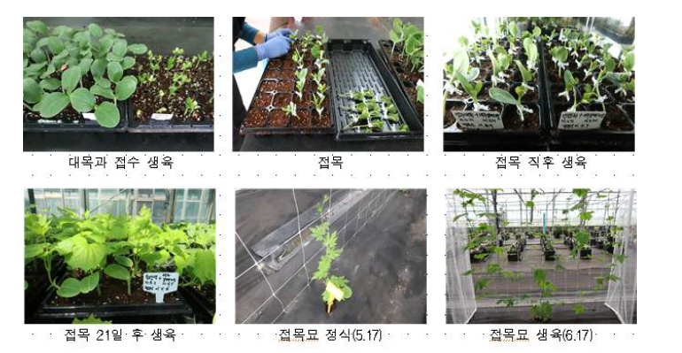 여주 접목 과정.