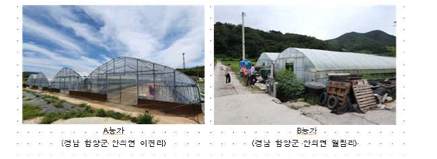 경남 함양군 여주 재배농가 전경.