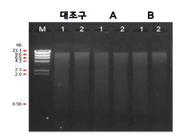 추출한 gDNA 전기영동 결과.