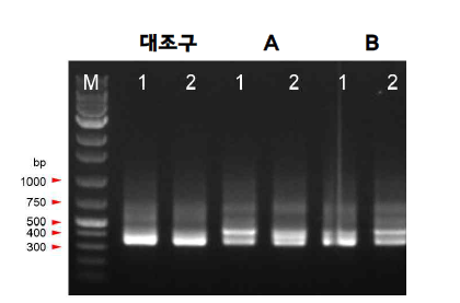 ITS2 영역의 PCR 증폭 결과.