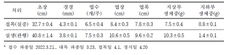 정식 전 실생묘와 접목묘 생육특성