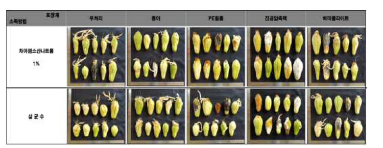 소독 및 저장방법별 차요테 종자 사진.
