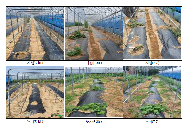 차요테 재배방법별 생육사진(2년차).