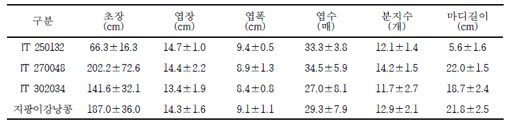 롱빈 유전자원별 생육특성 비교(2020.6.16.)