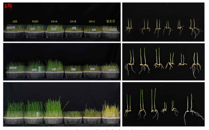 광조건에 따른 생육모습