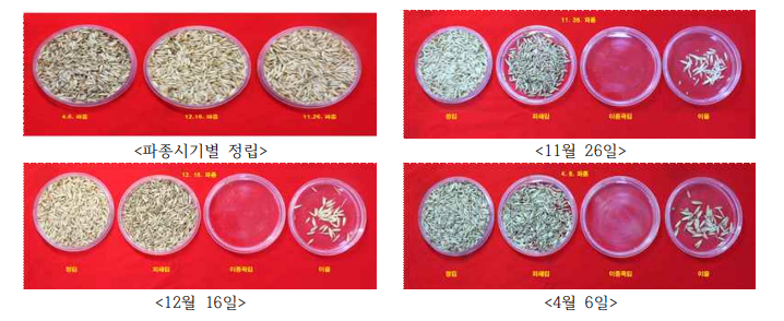 파종기에 따른 대양귀리의 종실의 품위