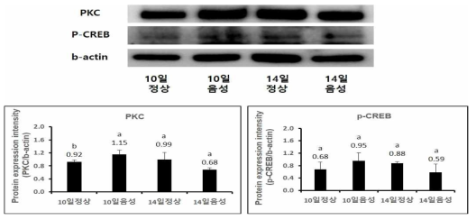 흰쥐 해마의 PKC 발현 및 p-CREB 발현에 대한 스코폴라민 처리기간의 영향