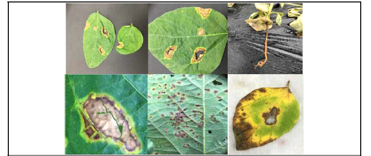 콩 잎에 발생하는 콩탄저병(C. truncatum)의 다양한 병징