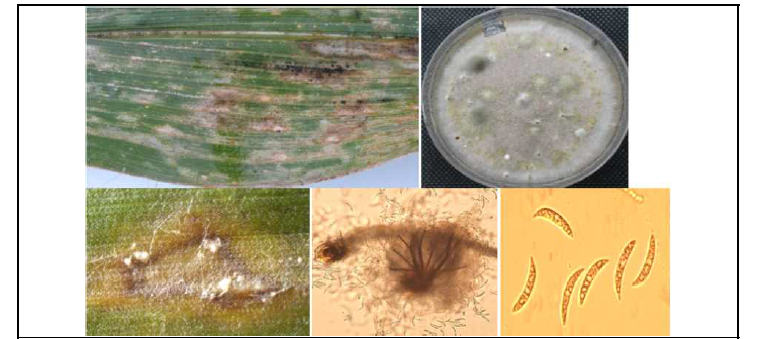 옥수수 탄저병 병징 및 균사체