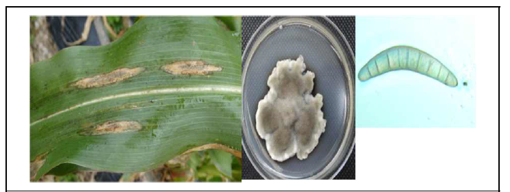 옥수수 잎마름병(Northern leaf spot)의 병징 및 병원균(Exserohilium turcicum)