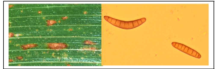 Bipolaris maydis(Helmintosporium maydid)에 의한 깨씨무늬병 (Southern corn leaf blight)의 병징 및 포자