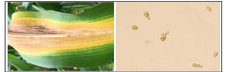 Alternaria sp,에 의한 옥수수 잎마름병 병징 및 포자