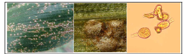 옥수수 녹병균 병징과 포자
