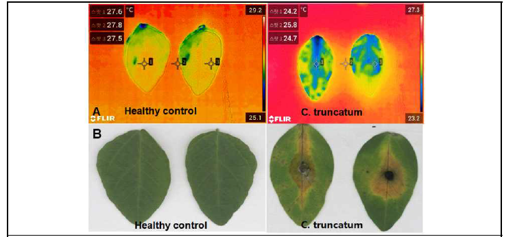 콩 탄저병에 감염된 잎의 열화상 분석