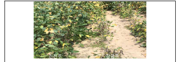 콩탄저병(Colletotrichum truncatum)에 감염된 대두콩 포장 (괴산 9월)