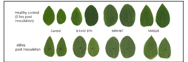 콩 탄저병인 Colletotrichum truncatum 무처리잎과 포자접종 콩잎의 RGB 영상