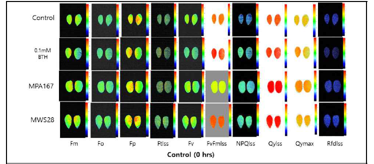 병저항성 유도후 탄저병균 접종전 콩잎에서의 엽록소형광(Chlorophyll fluorescence)분석(Control, 0.1mM BTH: Benzothiazole, MPA167; Trichoderma harzianum, MWS28; Bacillus velezensis)