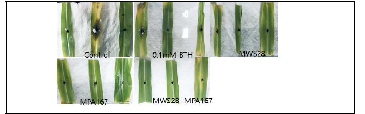 근권미생물 처리에 의한 옥수수 잎마름병(Helmintosporium turcicum) 억제 효과(0.1 mM BTH: Benzothiazole, MWS28: Bacillus velezensis, MPA167: Trichoderma harzianum)
