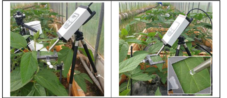 전남대 온도구배챔버에서 재배된 정상 잎과 바이러스 초기 증상 잎의 엽록소 형광 관측