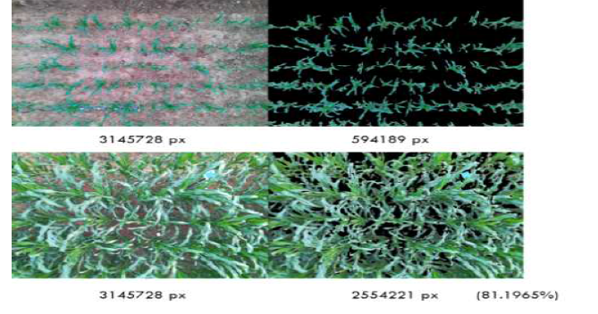 RGB 영상을 이용한 옥수수 엽면적 측정