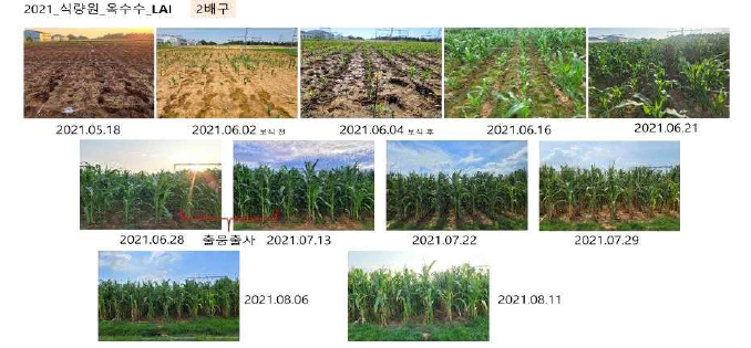 식량원 옥수수 포장(2배) LAI 측정(`21년)