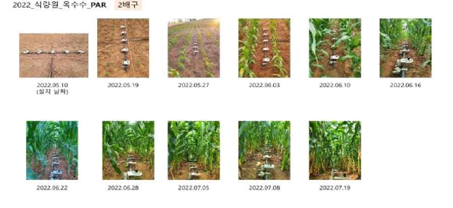식량원 옥수수 포장(2배) PAR 측정(`22년)