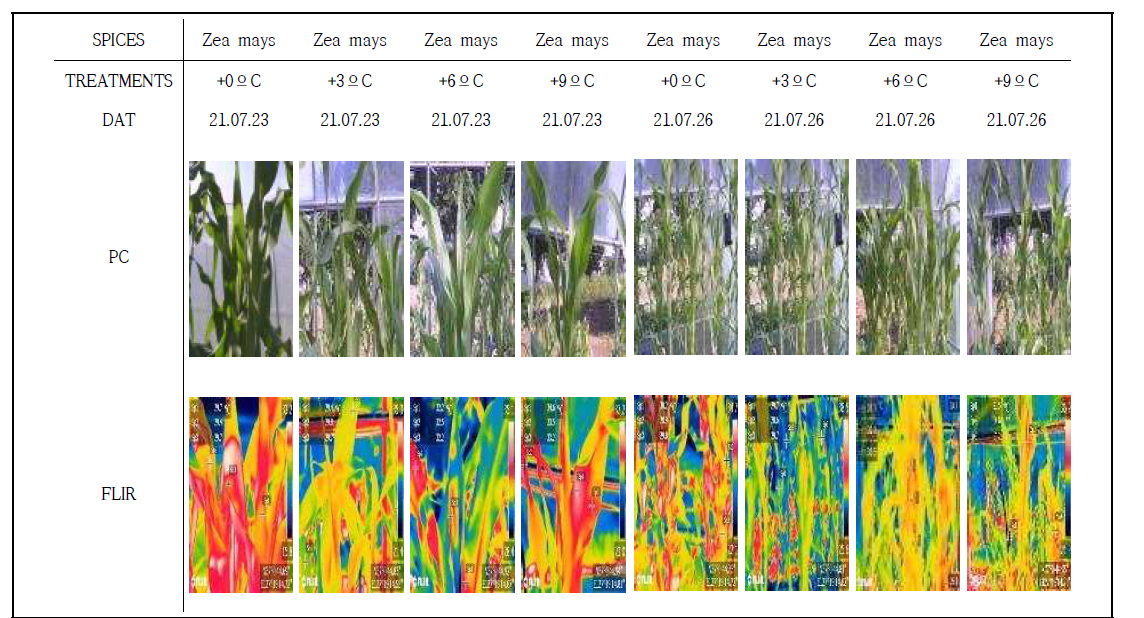 옥수수 고온 생리장해 판정을 위한 열화상 영상 이미지 데이터셋 구축