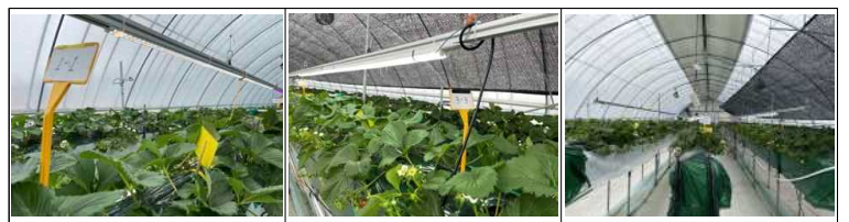 인공 광원별 효과 및 검증을 위한 딸기 재배시험