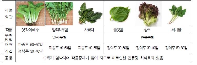 엽채류 대표작물의 재배 및 형태적 특성 분석