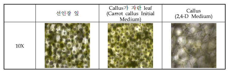 보검선인장(잎, 캘러스)의 현미경 관찰 사진