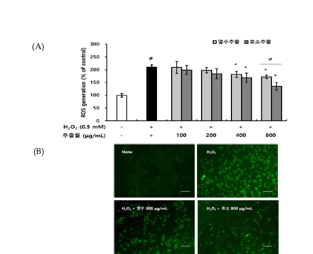 배암차즈기 열수 추출물과 효소처리 추출물이 산화 자극에 의한 ROS 소거 활성 에 미치는 영향 Values are mean ± SE (n=3). (A) #P<0.05 compared with the control (None) group, *P<0.05 compared with the H2O2 treated group. ≠P<0.05 compared with water extract and enzyme treated extract of same parts. (B) Fluoresce images obtained by fluorescence microscope (magnification 200×, scale bar 50 μm).