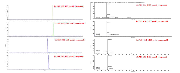 더덕 순으로부터 분리한 화합물의 UPLC-Q-ToF/MS 크로마토그램