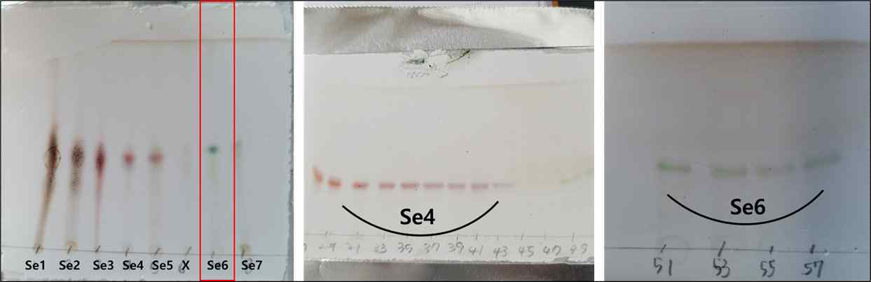 짚신나물 S4 분획물의 sephadex chlomatography 결과