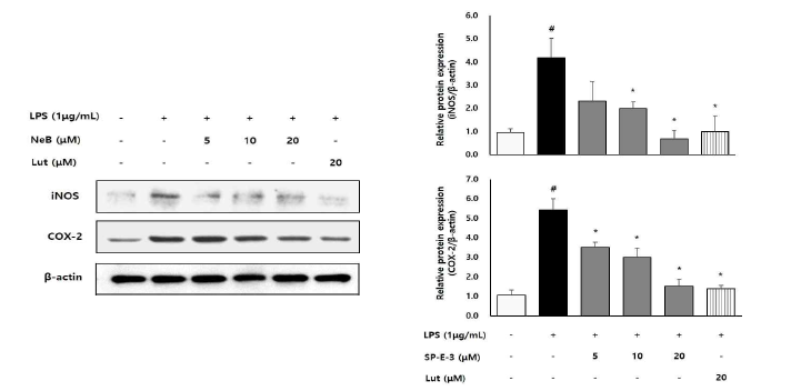 Nepetoidin B가 iNOS 및 COX-2 발현 억제에 미치는 영향