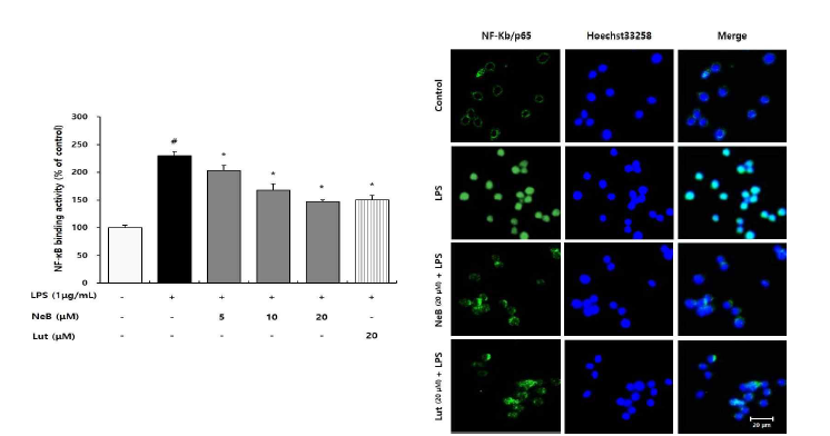Nepetoidin B가 NF-κB 활성 억제에 미치는 영향