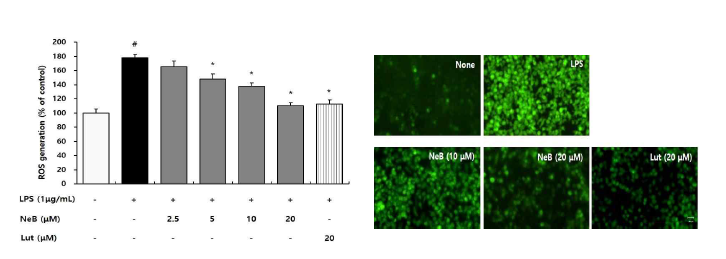 Nepetoidin B가 활성산소 소거에 미치는 영향