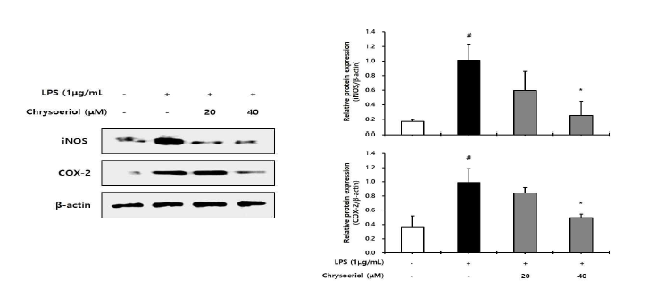 Chrysoeriol이 iNOS 및 COX-2 발현에 미치는 영향