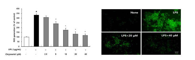 Chrysoeriol이 세포 내 활성산소 소거에 미치는 영향