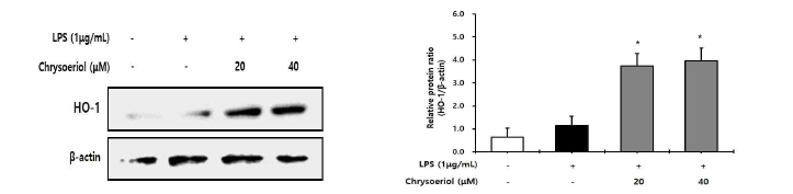 Chrysoeriol이 세포 내 HO-1 발현에 미치는 영향