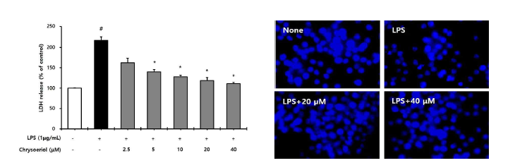 세포 손상으로부터 chrysoeriol의 RAW 264.7 세포보호 활성